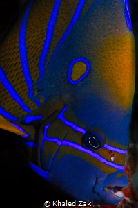 Blue Ringed Angelfish by Khaled Zaki 